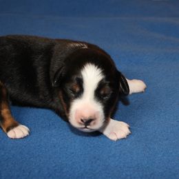 Kanan - Black tri male Miniature American Shepherd puppy in Hillsdale, Michigan from Faithwalk Aussies and Mini American Shepherds