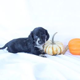 Max - Piebald male Dachshund puppy in Fredericksburg, Ohio from William's Dachshunds