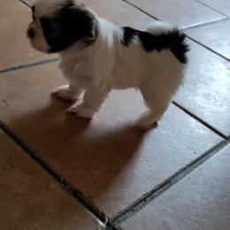Shih Tzu Puppies from R&R Shih-Tzus