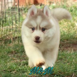 Siberian Husky Puppies from Husky Hotel