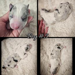 Boy 5 - Blue merle and white male Cardigan Welsh Corgi puppy in Natchitoches. La, Louisiana from Bleu Bayou Corgis