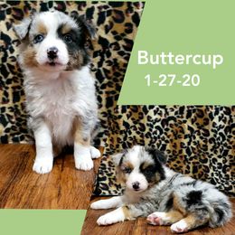 Australian Shepherd and Miniature Australian Shepherd Puppies from J&B Farms