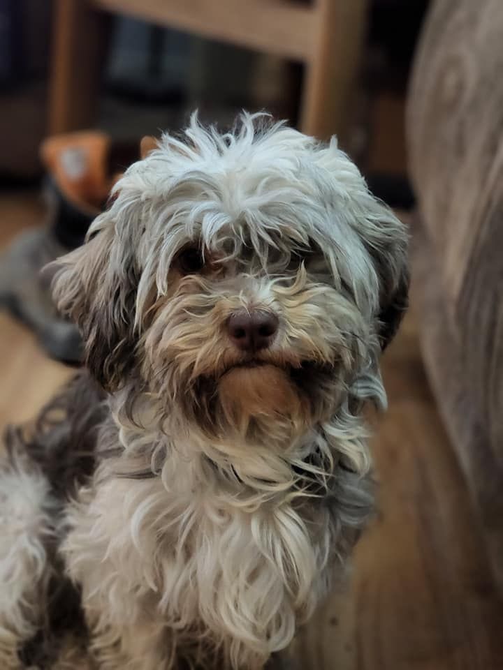 Fredrickson Farm's Miniature Australian Shepherds and Havanese in Texas
