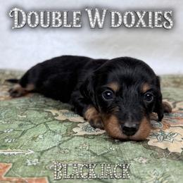 BLACKJACK - Black and tan male Dachshund puppy in Alto, Texas from Double W Doxies