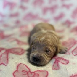Robin - Cream male Goldendoodle puppy in Jacksonville, Florida from Dandelion Doodles