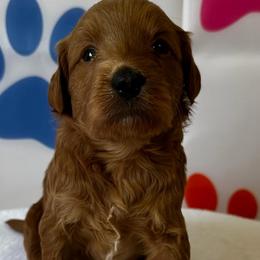Chevy - Red male Bernedoodle puppy in Horseshoe Bend, Idaho from Over the Moon Poodles and Doodles