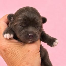 Chesley - Chocolate female Shih Tzu puppy in Tallahassee, Florida from Bows and Bow Ties