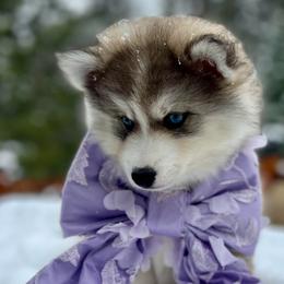 Payette - Silver and white female Pomsky puppy in Rathdrum, Idaho from Smart Pomskies and Frenchies