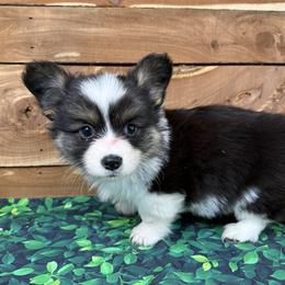 Flora - Fluffy - Black and tan female Pembroke Welsh Corgi puppy in Stillwater, Oklahoma from Steele Family Farms
