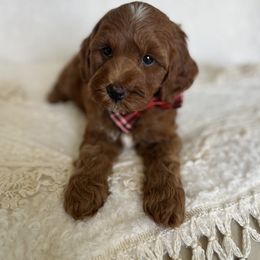 Goldendoodle and Poodle Puppies from French Creek Doodles