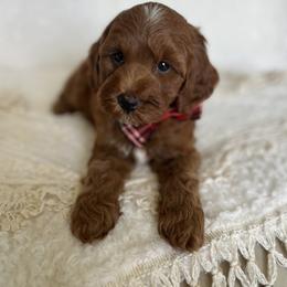 Goldendoodle and Poodle Puppies from French Creek Doodles