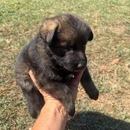 Pink Collar Sable Female - Sable female German Shepherd puppy in Milan, Illinois from Stonewick German Shepherds