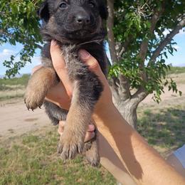 Girl 4 - Black and red female German Shepherd puppy in Cochise, Arizona from Freiheit Von Himmel  Shepherds