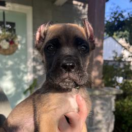 Light Green Collar - Fawn male Cane Corso puppy in Kingsport, Tennessee from Gray Cane Corsos