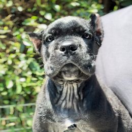 Female 1 - Black female Cane Corso puppy in California from Donato Kennels