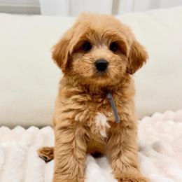 Gray - Red male Australian Labradoodle puppy in Auburn, Washington from West Valley Labradoodles