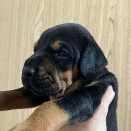 Chip - Black and rust male Doberman Pinscher puppy in Newberg, Oregon from De Mata Dobermann Kennel