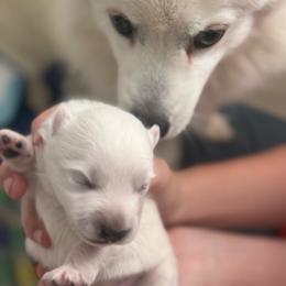 Boy 1 - White male Japanese Spitz puppy in Sebastopol, California from IMag Japanese Spitz