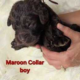 Maroon Collar - Chocolate male Assorted Doodle Crosses puppy in Elma, New York from Newfiedoodles of WNY