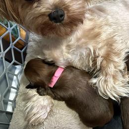 Shih Tzus, Shorkies, and Yorkshire Terriers from Empire Yorkies
