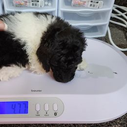 Goldendoodle and Poodle Puppies from Elizabeth Rocha's Doodles