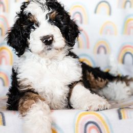 Bearded Retriever, Bernedoodle, and Poodle Puppies from Doodle Belle Puppy