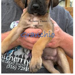 Granchio - Fawn male Great Dane puppy in Medford, New York from Alchemy Danes