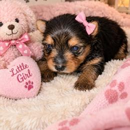 Tink - Black and tan female Yorkshire Terrier puppy in Broxton, Georgia from More Than Family