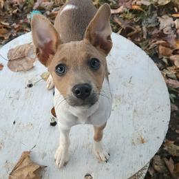 Fizzy - Rat Terrier