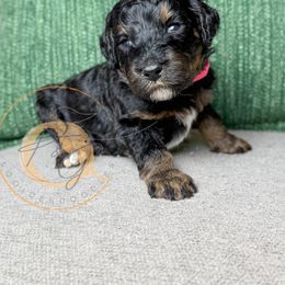 Dr. Orchid (pink collar) - Phantom female Goldendoodle puppy in Murrieta, California from Apricot Poodles & Goldendoodles, LLC