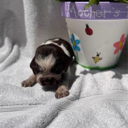 Pink Collar Girl - Liver white and roan female English Springer Spaniel puppy in Collins, Georgia from English Springer Spaniels at Lands Lodge