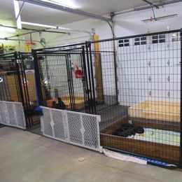 Labrador Retriever Puppies from Harvest Moon Farm