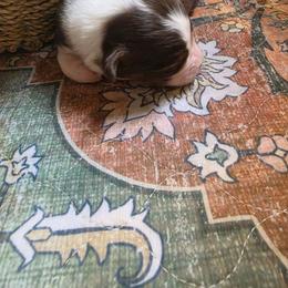 Boy 4 - Red tri-color male Miniature American Shepherd puppy in Griswold, Connecticut from Flatrock Kennels of CT