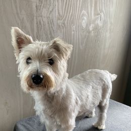 Stella - West Highland White Terrier