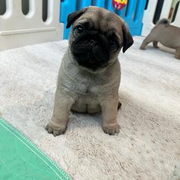 Maple - Fawn female Pug puppy in Grants Pass, Oregon from Malta Pugs