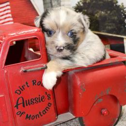 Blue Merle - Blue merle female Miniature Australian Shepherd puppy in Ronan, Montana from Dirt Road Aussie’s of Montana
