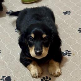 Winston - Black and cream male Dachshund puppy in Lakeland, Florida from Ruthie’s Rich Mini Dachshunds
