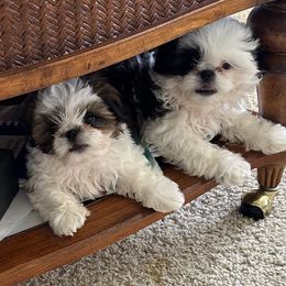 Shih Tzu Puppies from Seaside Shih Tzu