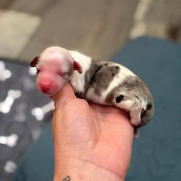 John Dutton - Dapple male Dachshund puppy in Lumberton, Mississippi from Doris’ Darlin Doxies & Doodles