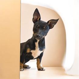 Belle - Black and white female Teddy Roosevelt Terrier puppy in Little Elm, Texas from Stone's Teddy Roosevelt Terrier's
