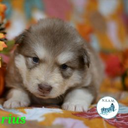 Aquarius - Red and white female Alaskan Malamute puppy in Kingston, Tennessee from North Shore Alaskan Malamutes