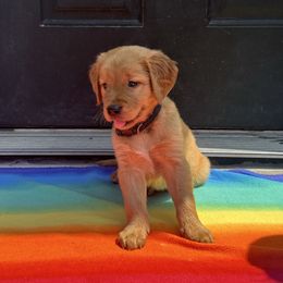 Gordon - Golden male Golden Retriever puppy in Wind Gap, Pennsylvania from Supreme Goldens