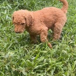 Ginger - Red  male Poodle puppy in Kapaa, Hawaii from Kauai Poodles