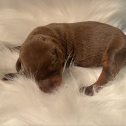 Dark blue collar male - Red and rust male Doberman Pinscher puppy in Fostoria, Michigan from Jensen Dobermans and Dachshunds