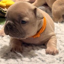Sunspot - Blue fawn male French Bulldog puppy in Almo, Kentucky from Busy Bee French Bulldogs