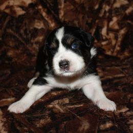 Neches - Black Australian Shepherd puppy in Texas from Southern Paws Mini Aussies