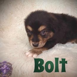 Bolt - Black tri male Miniature Australian Shepherd puppy in Lubbock, Texas from Baby Storm Kennels