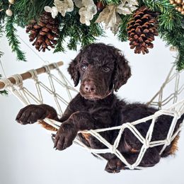 Cypress - Phantom male Poodle puppy in Gaylord, Michigan from Dog Mom Co.