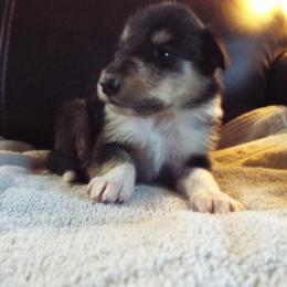Tristan - Black white and tan male Collie puppy in New Mexico from Red Canyon