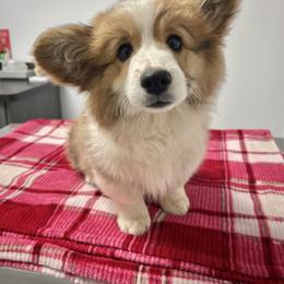 American Corgi and Pembroke Welsh Corgi Puppies from Flying K Corgis
